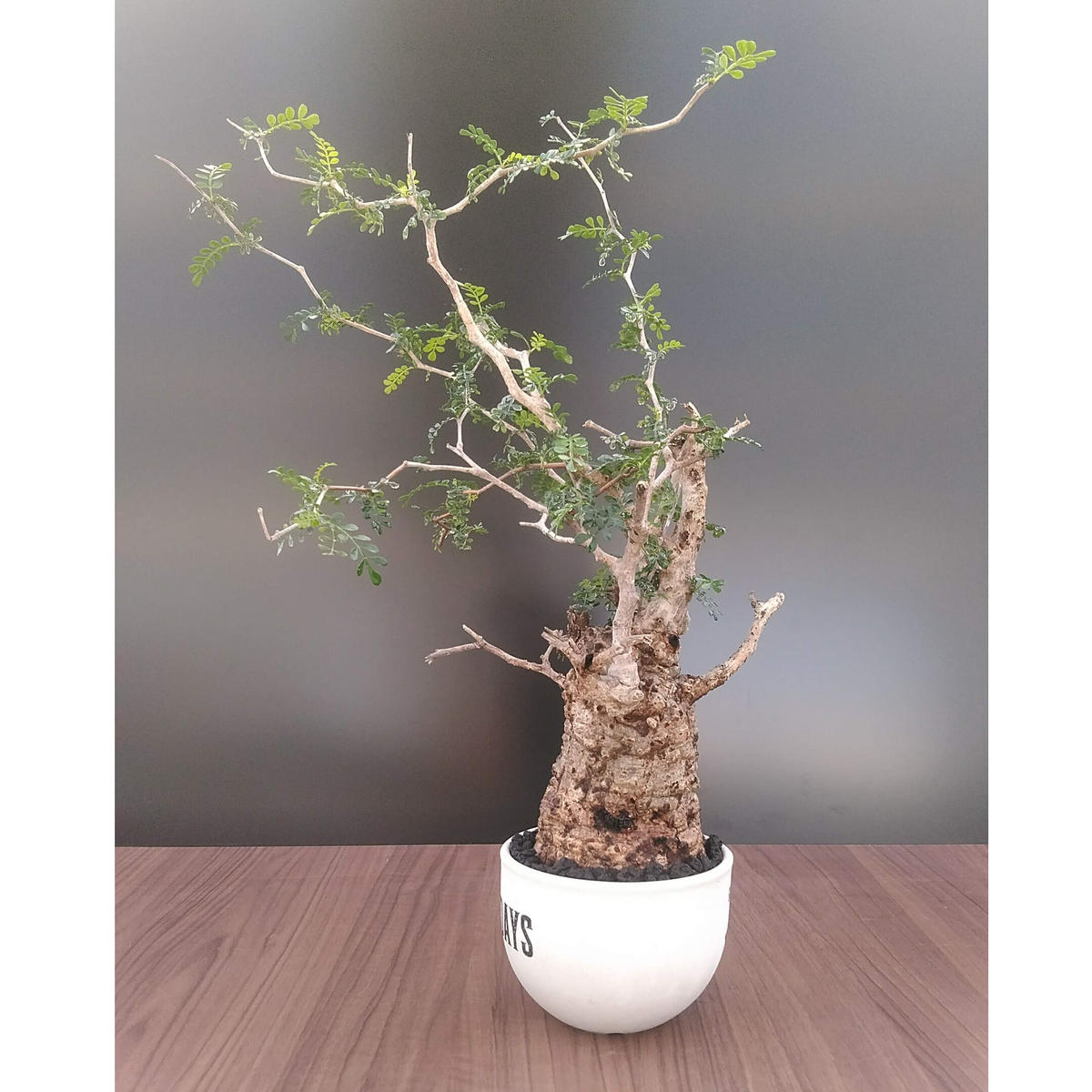 オペルクリカリアパキプス 20粒 4月20日到着