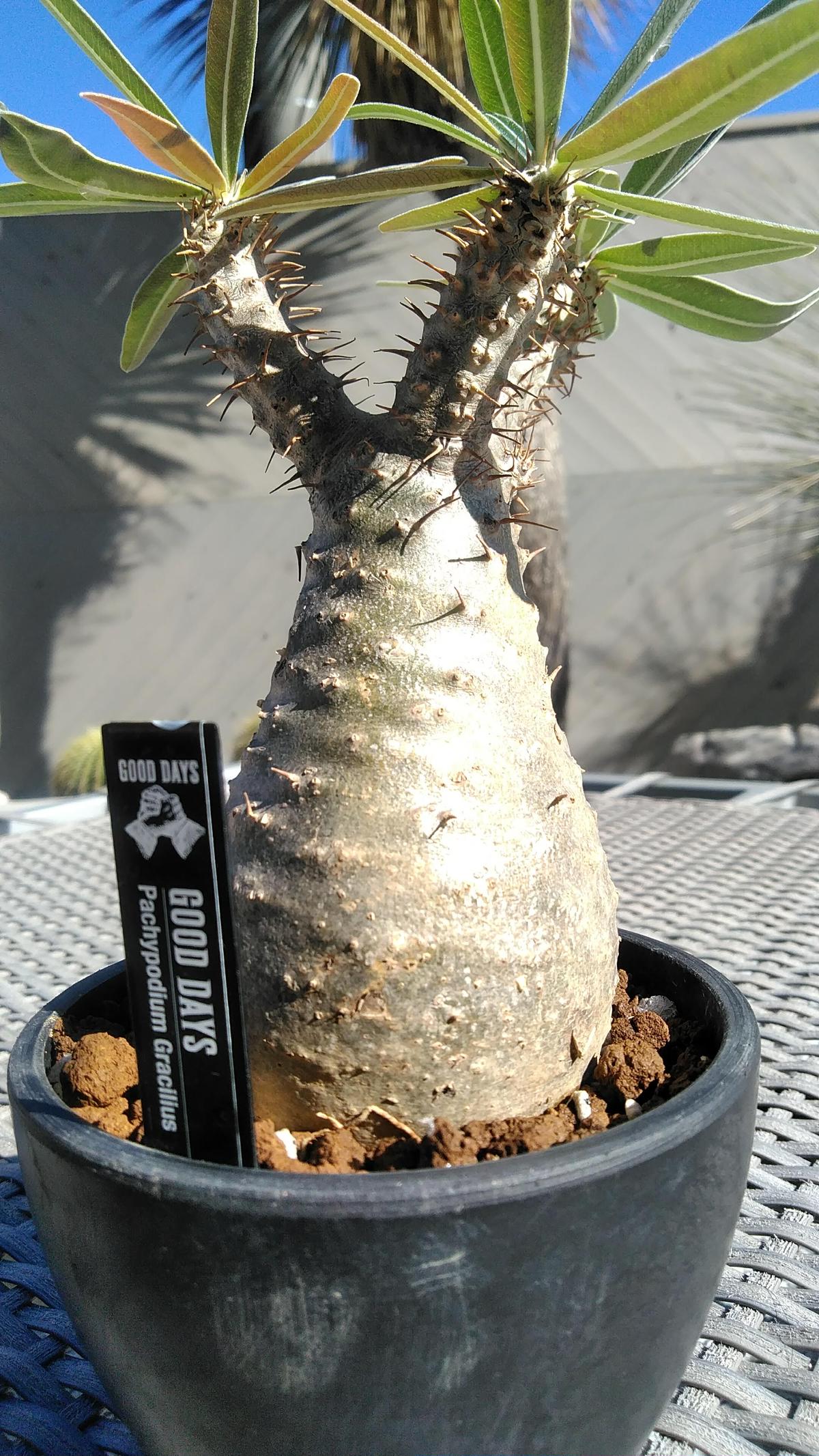 パキポディウム グラキリス ウィンゾリー ビスピノーサム 伊藤