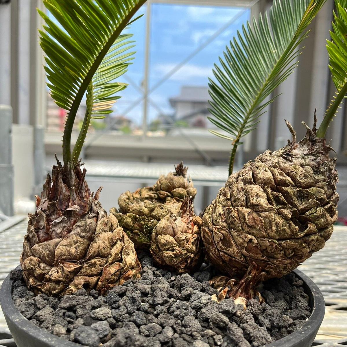 姫ソテツ 奄美大島産 H