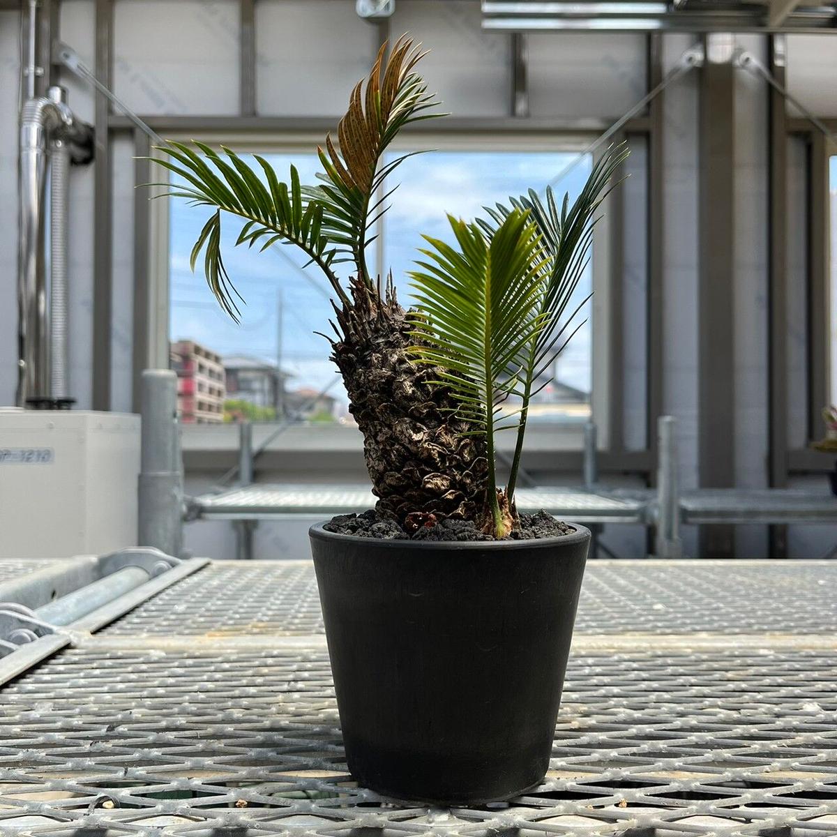 姫ソテツ 奄美大島産 H