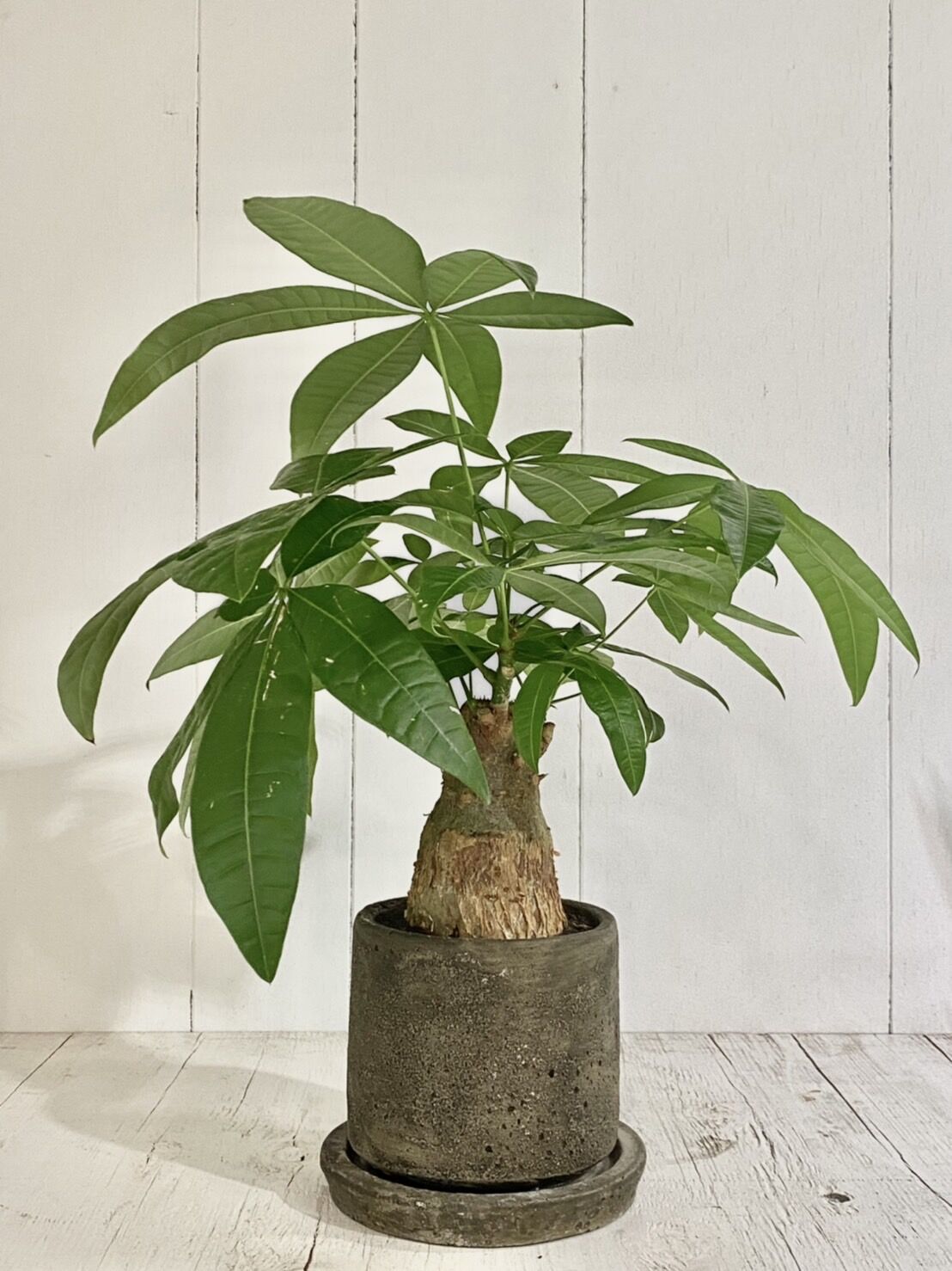 パキラ グラブラ Pot付 De La Planta