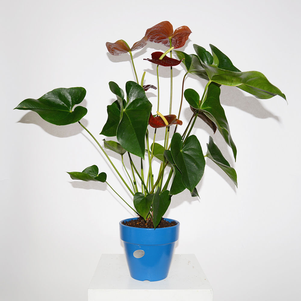 Anthurium Diligence Parlour