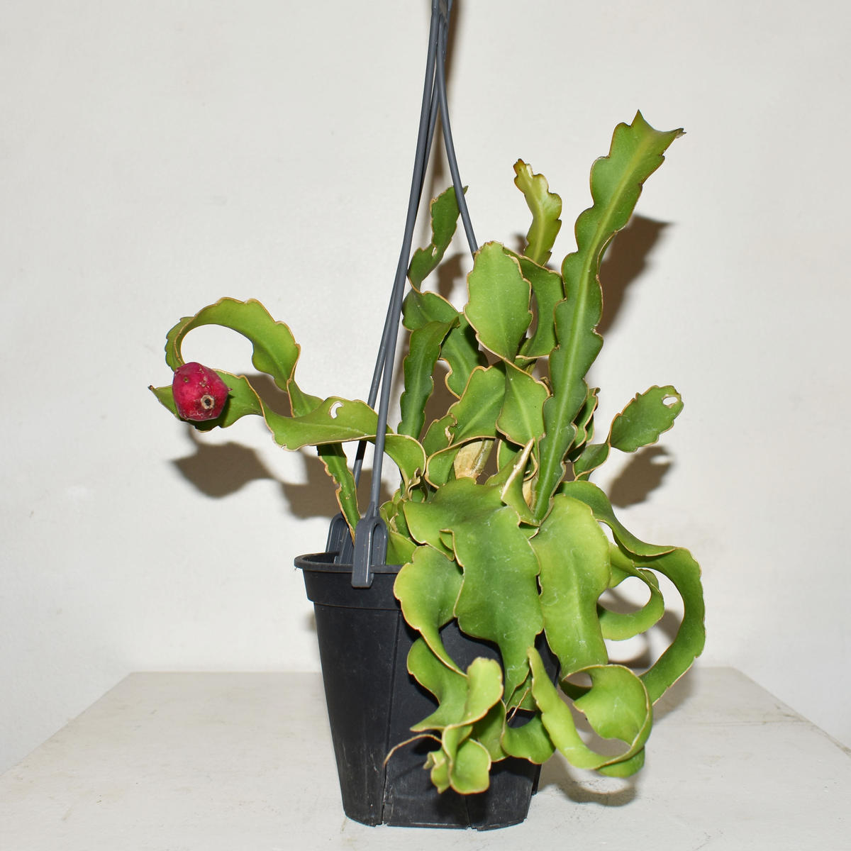 グリーン系海外並行輸入正規品 エピフィルム グアテマレンシス 植物 観葉植物 インテリア小物グリーン系 9 000 Eur Artec Fr