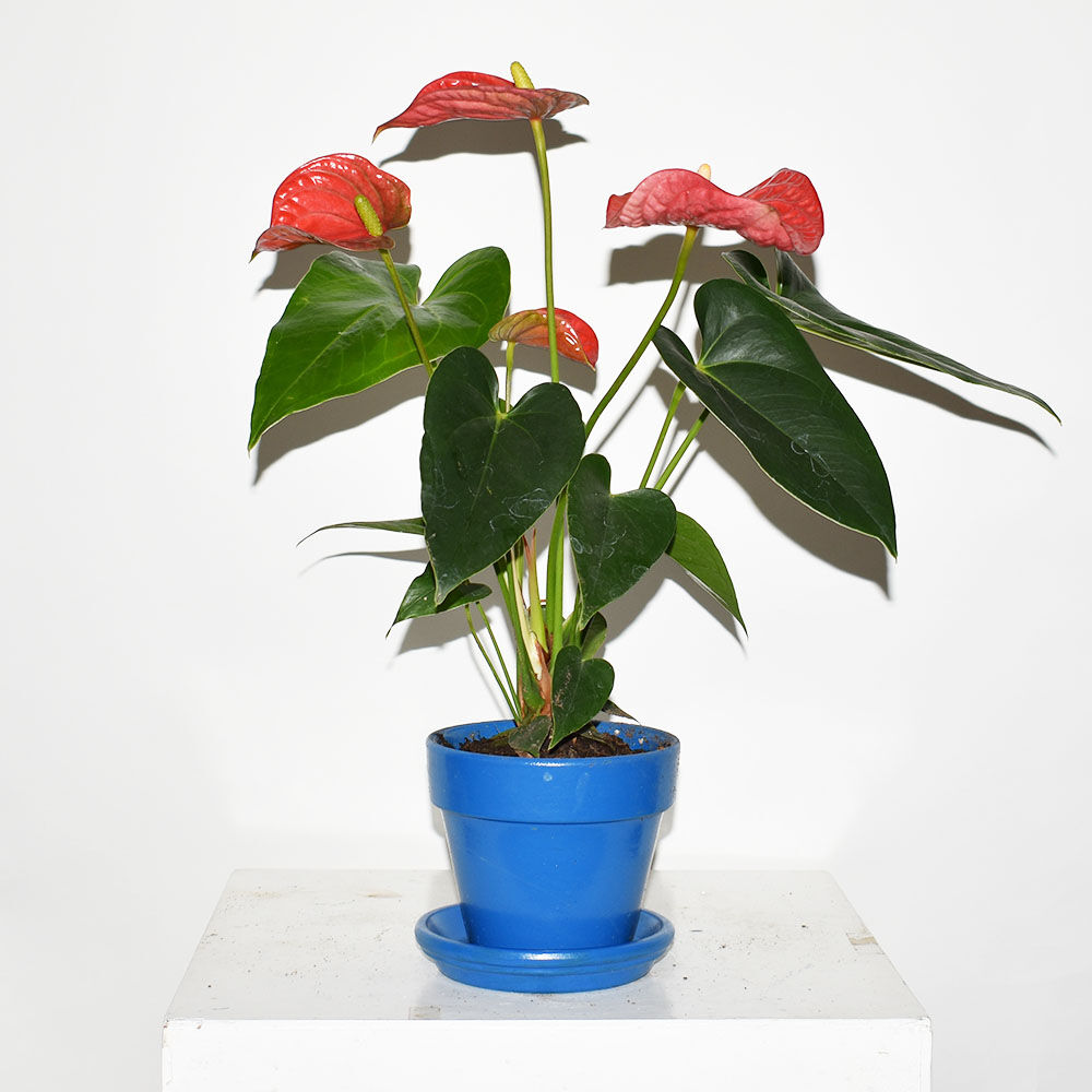 Anthurium Diligence Parlour