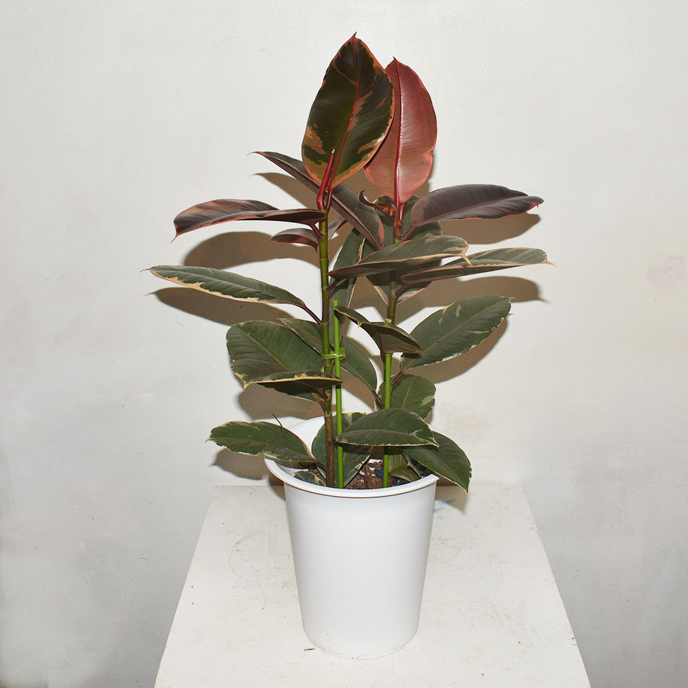 完了しました インドゴムノキ インドゴムの木 剪定