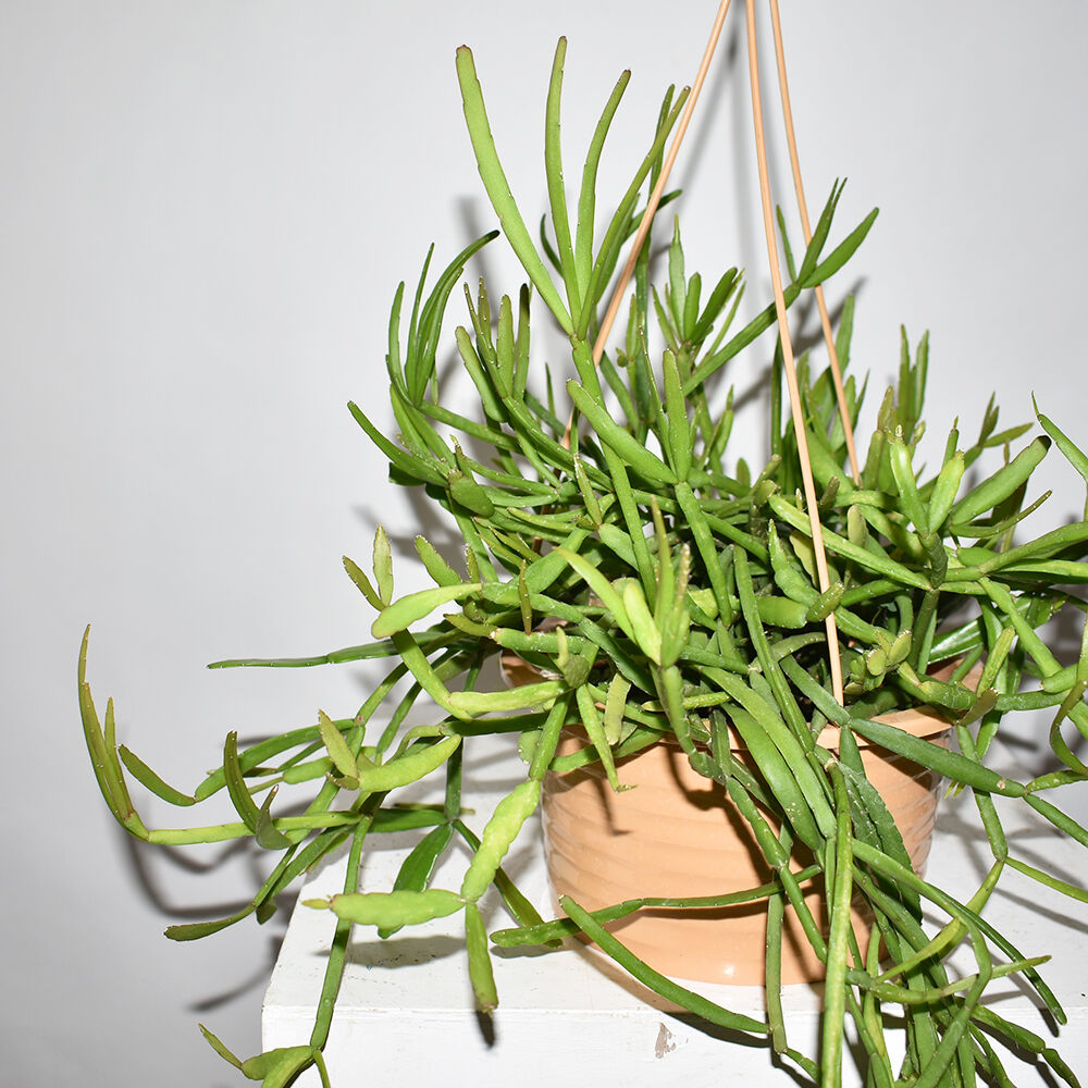 Rhipsalis Ewaldiana Diligence Parlour