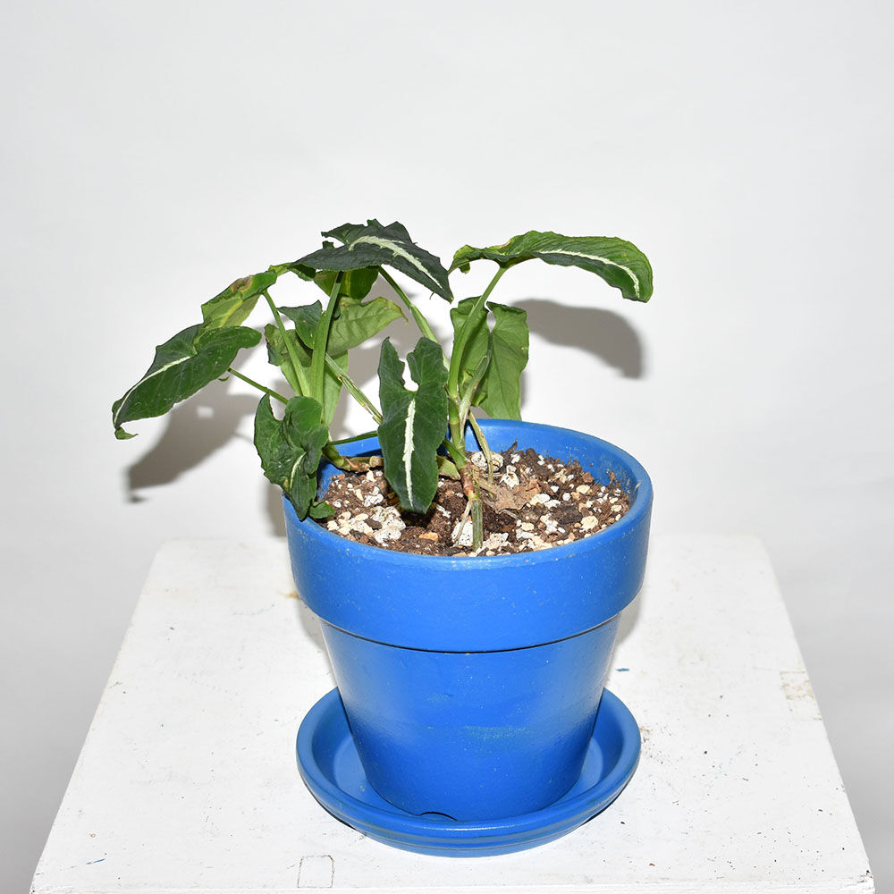 Syngonium Wendlandii Diligence Parlour