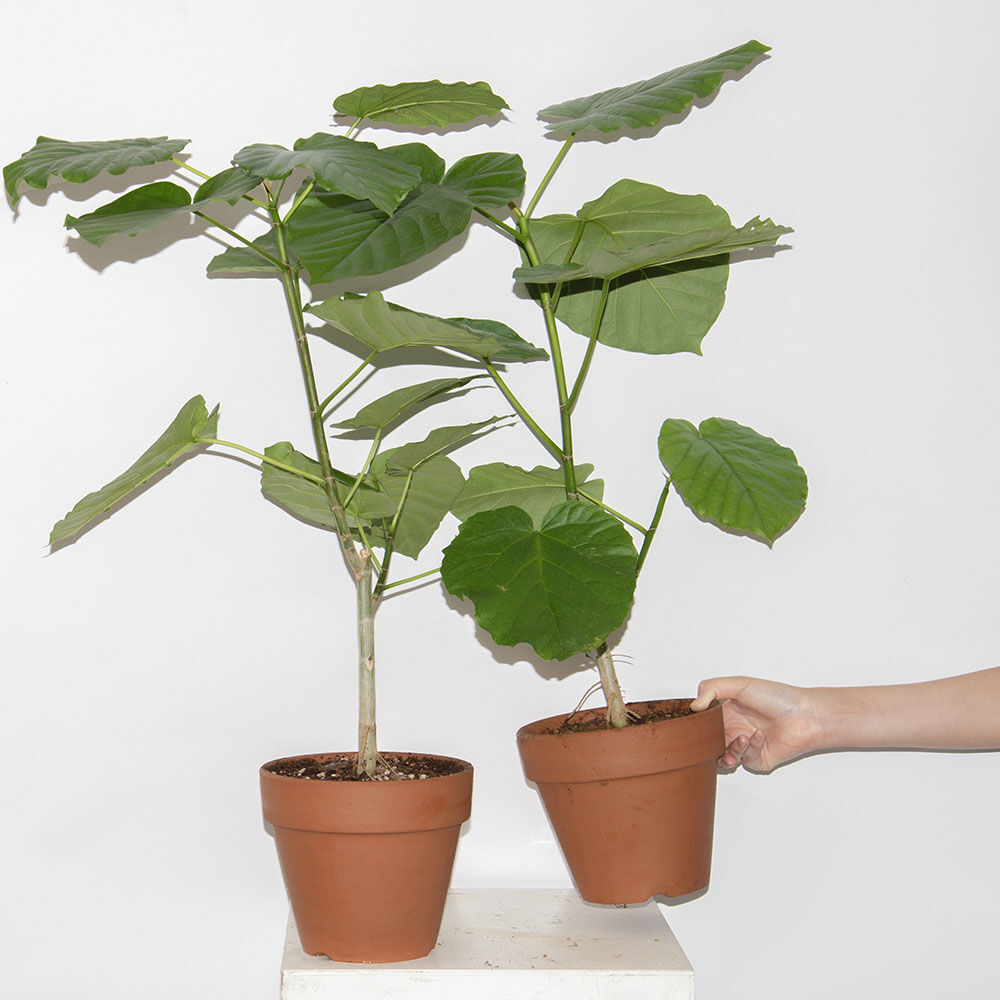 Ficus Umbellata Diligence Parlour