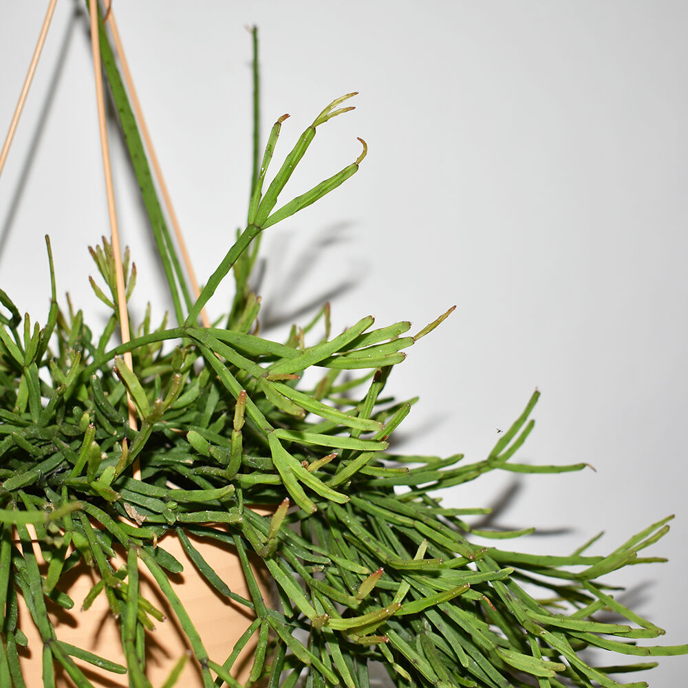 Rhipsalis Heteroclada Diligence Parlour Rhipsalis Heteroclada Diligence Parlour