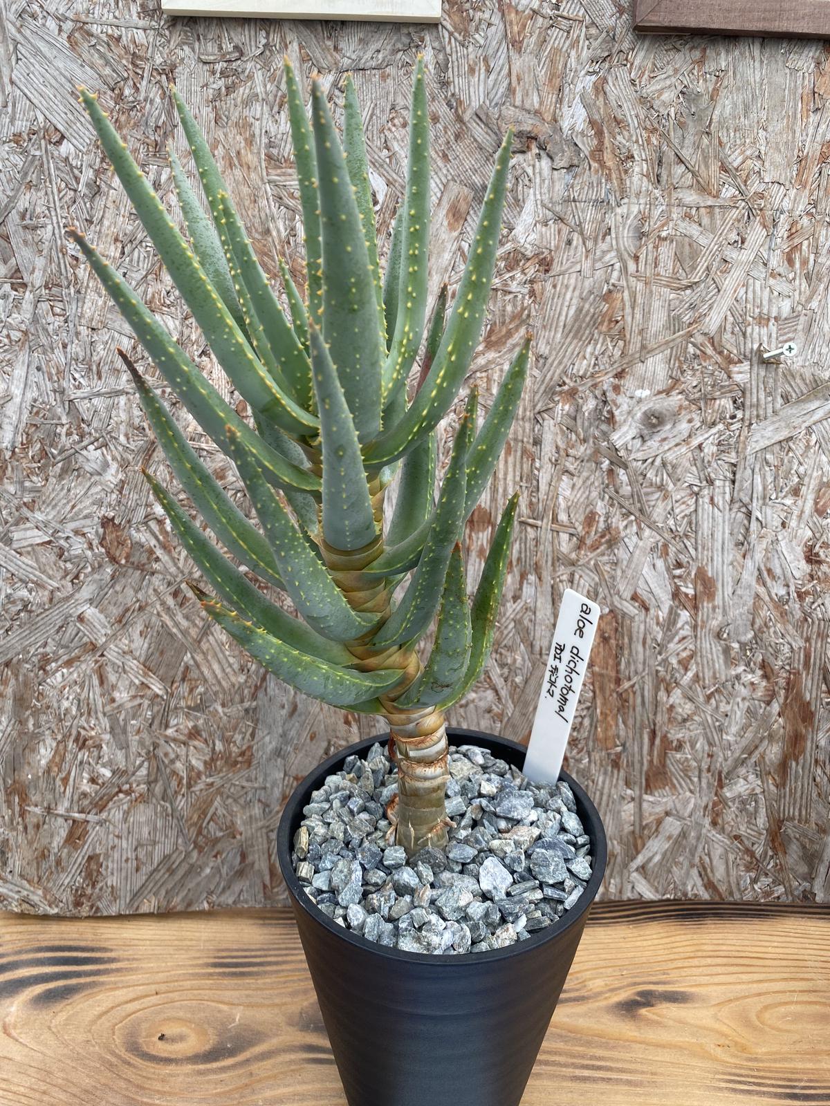 ［現品］84番　アロエ　ディコトマ　8号　観葉植物　室内　大型　屋外　おしゃれ 現品］84番 アロエ ディコトマ 8号 観葉植物 室内 大型 屋外 おしゃれ