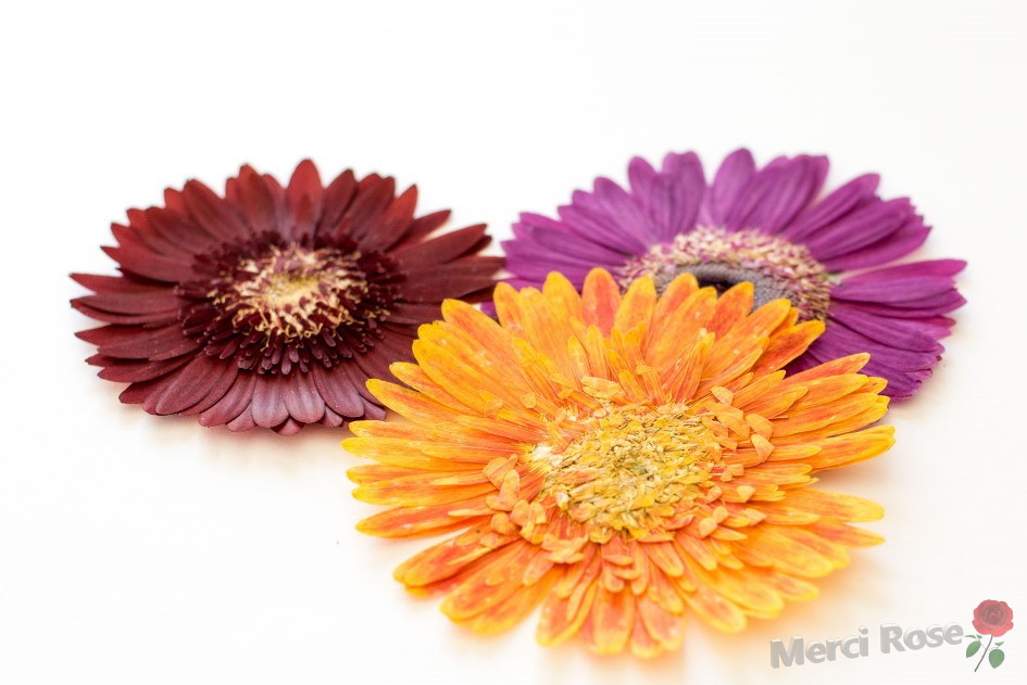 押し花素材 Dr100m 押し花素材 ガーベラ 3輪 ドライフラワー レジン アクセサリー