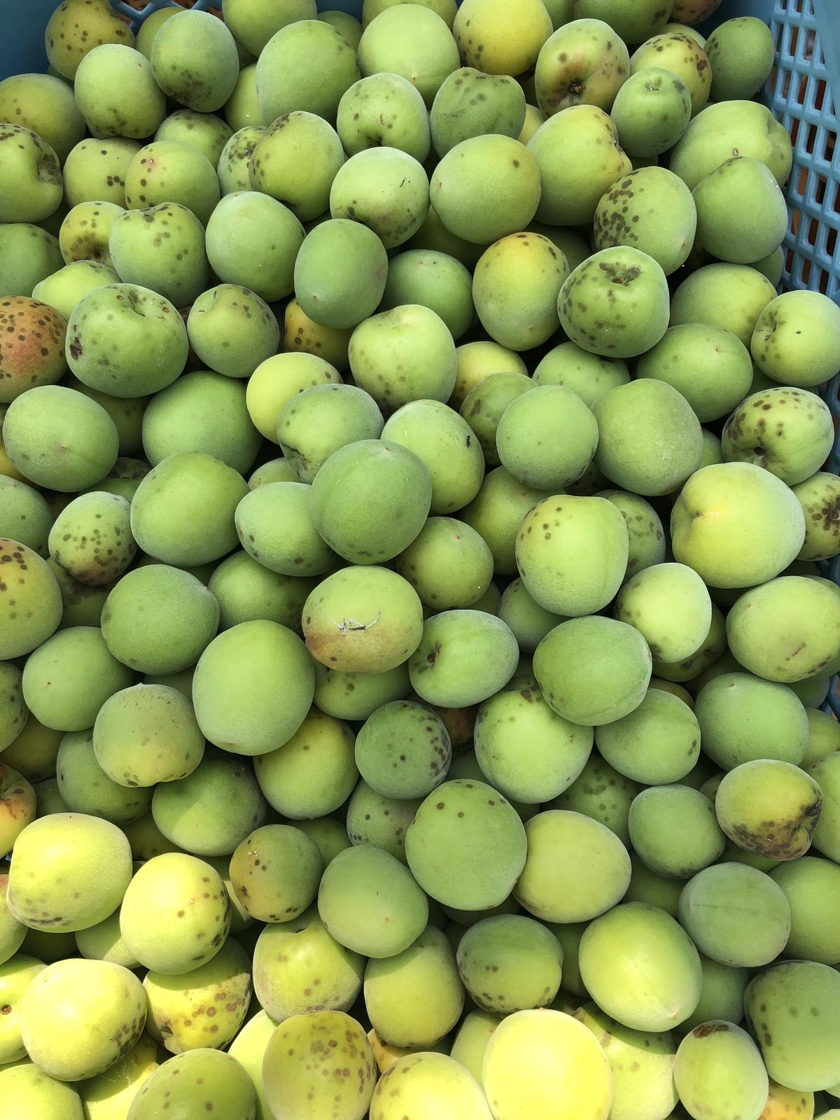無農薬の青梅✨越生の梅10Kg✨NAGOMI(山﨑農園)