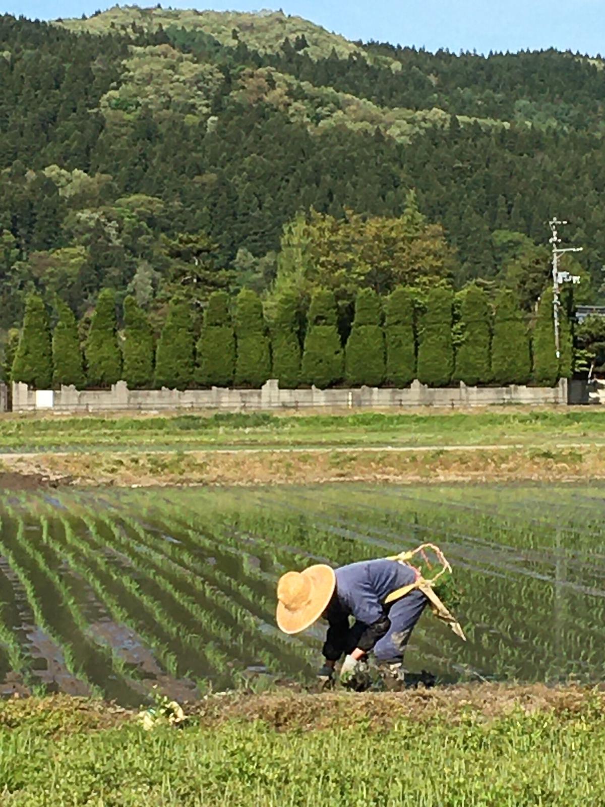 令和3年 新潟県三条市しただ産 減農薬特別栽培米