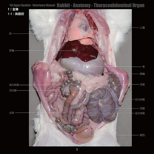Yilハイパーブックレット ヴェテリナリマニュアル ウサギ 解剖 胸腹腔臓器 Eic S