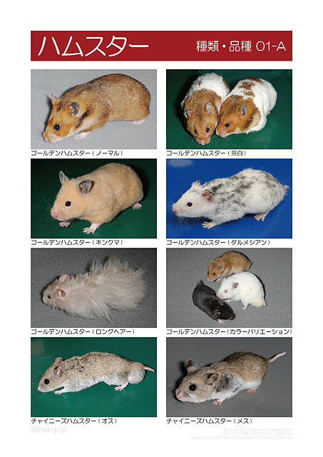 インフォームドコンセントシート ハムスター 種類 品種01 Eic Store インフォームドコンセントシート ハムスター 種類 品種01 Eic Store