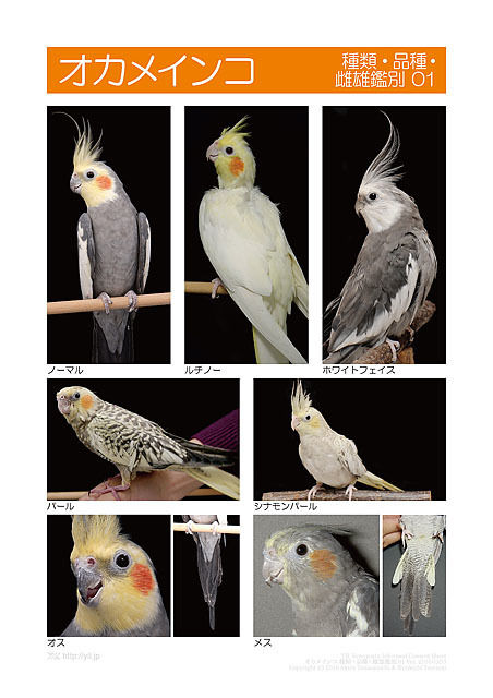 インフォームドコンセントシート セキセイインコ 種類 品種 雌雄鑑別01 オカメインコ 種類