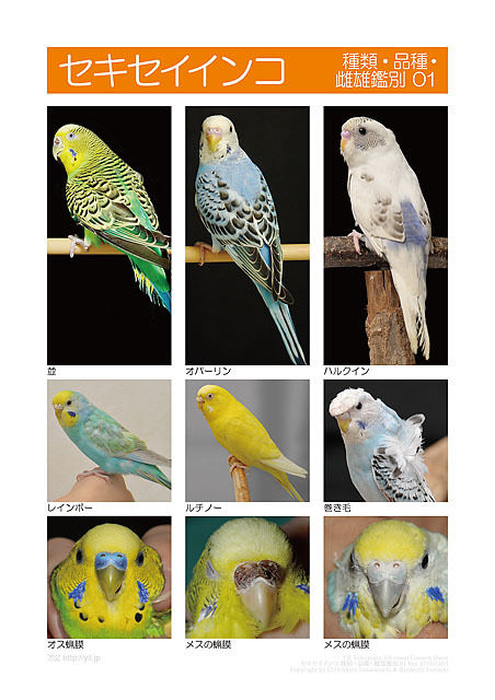 インフォームドコンセントシート セキセイインコ 種類 品種 雌雄鑑別01 オカメインコ 種類 インフォームドコンセントシート セキセイインコ 種類 品種 雌雄鑑別01 オカメインコ 種類