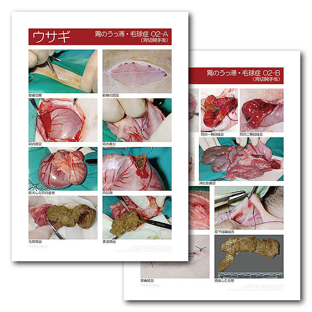 インフォームドコンセントシート ウサギ 毛球症02 Eic Store