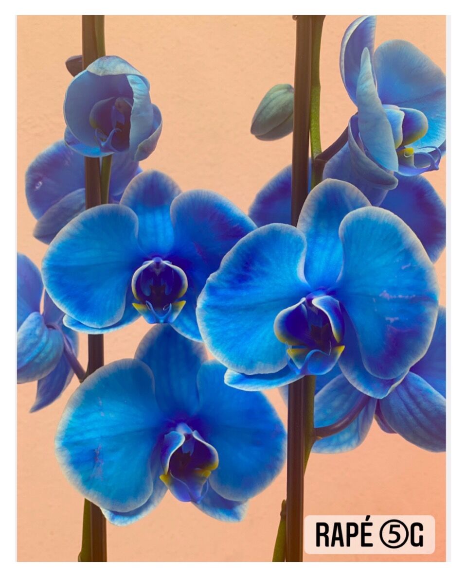 ハペ(ラペ) ハペ5g /シャーマン/ラペ/メディスン 4個 2025年