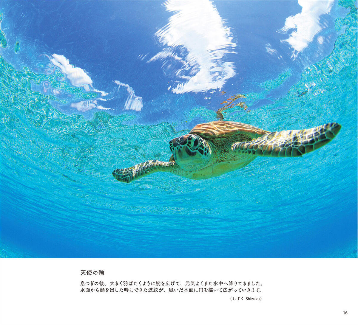 となりのウミガメ Elnaサポートショップ