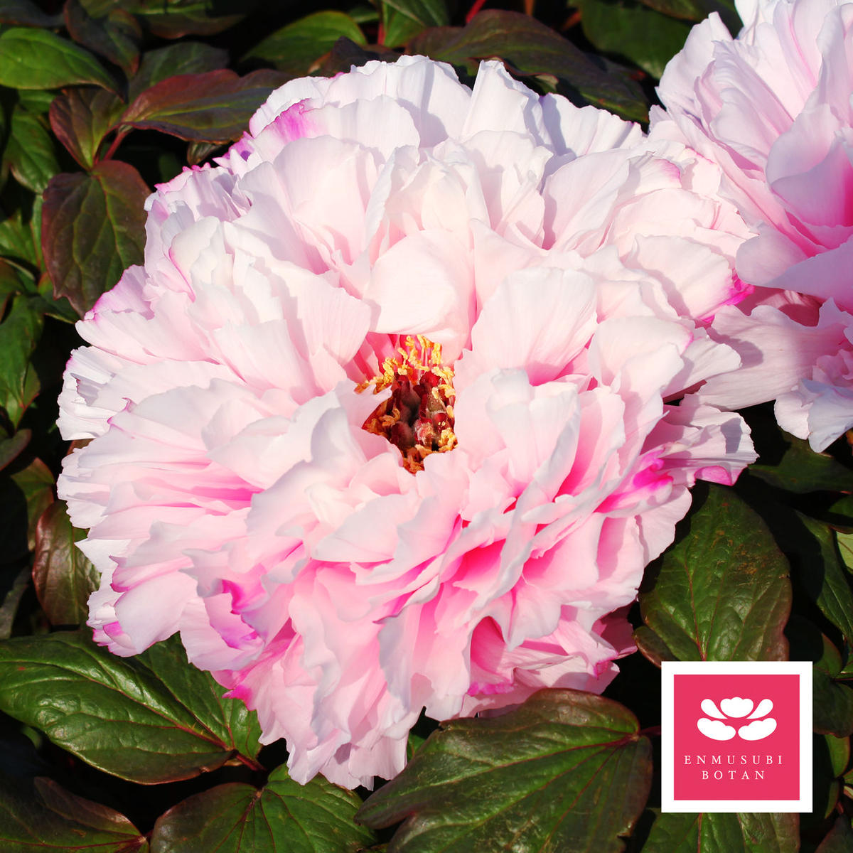 春光寿 牡丹 芍薬の通信販売 松本農園通販サイト