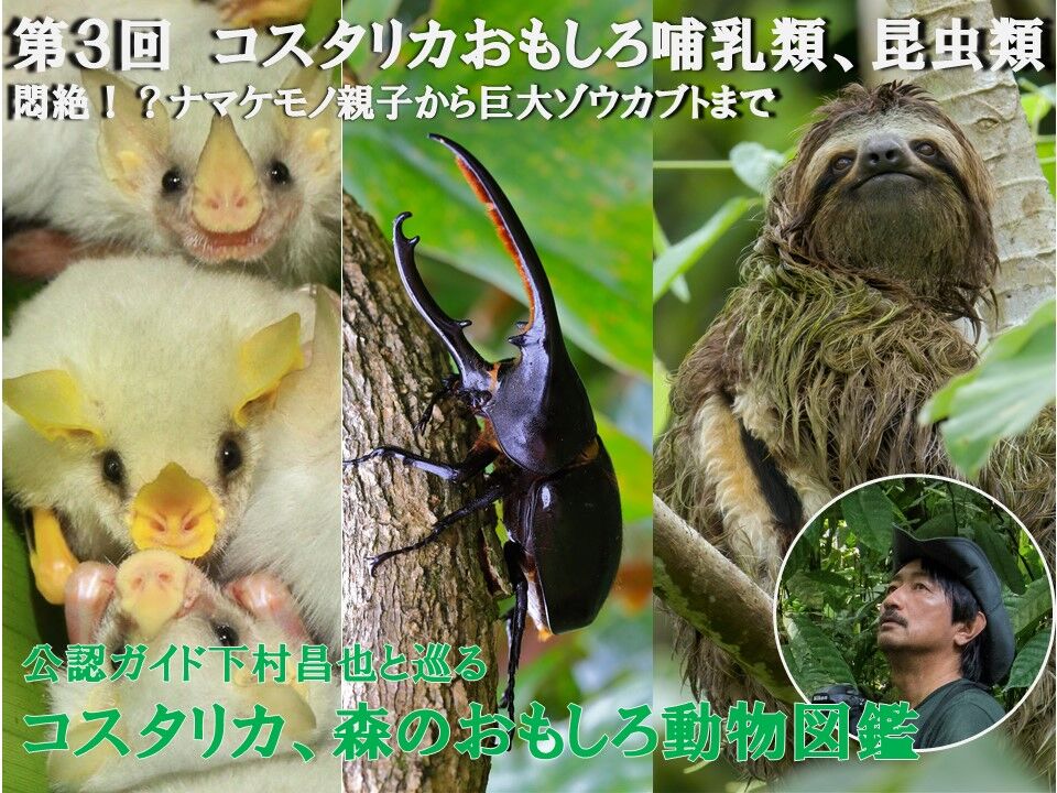 オンラインツアー 講座 中米カルチャー講座 コスタリカ編 現地公認ガイド下村昌也と巡る 森