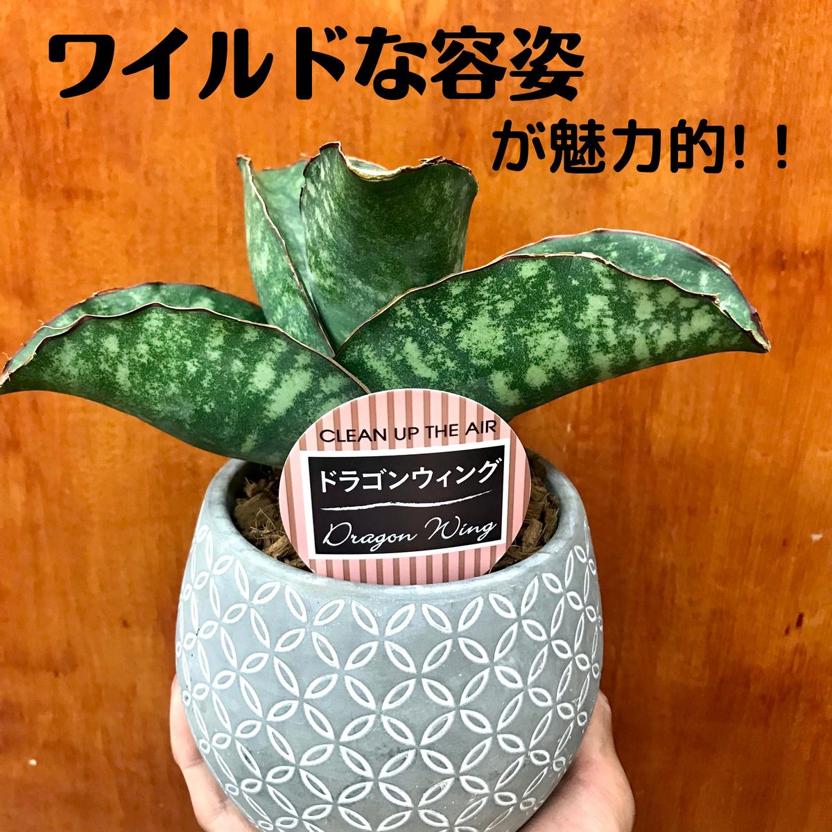 サンスベリア ドラゴンウィング 4 5号 インテリア 観葉植物 空気清浄 オシャレ ギフ