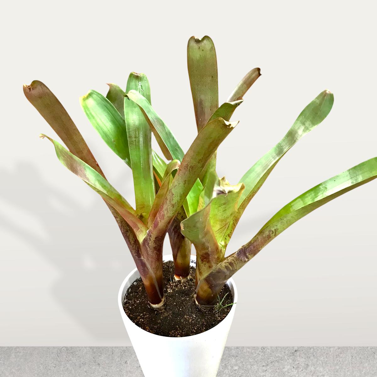 ブロメリア ビルベルギア 6号 3株植え インテリア 観葉植物 ギフト プレゼント