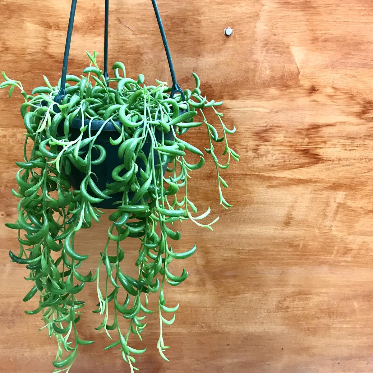 三日月ネックレス 5号 多肉植物 観葉植物 インテリア オシャレ 吊り鉢 ハンギング ギフト 三日月ネックレス 5号 多肉植物 観葉植物 インテリア オシャレ 吊り鉢 ハンギング ギフト