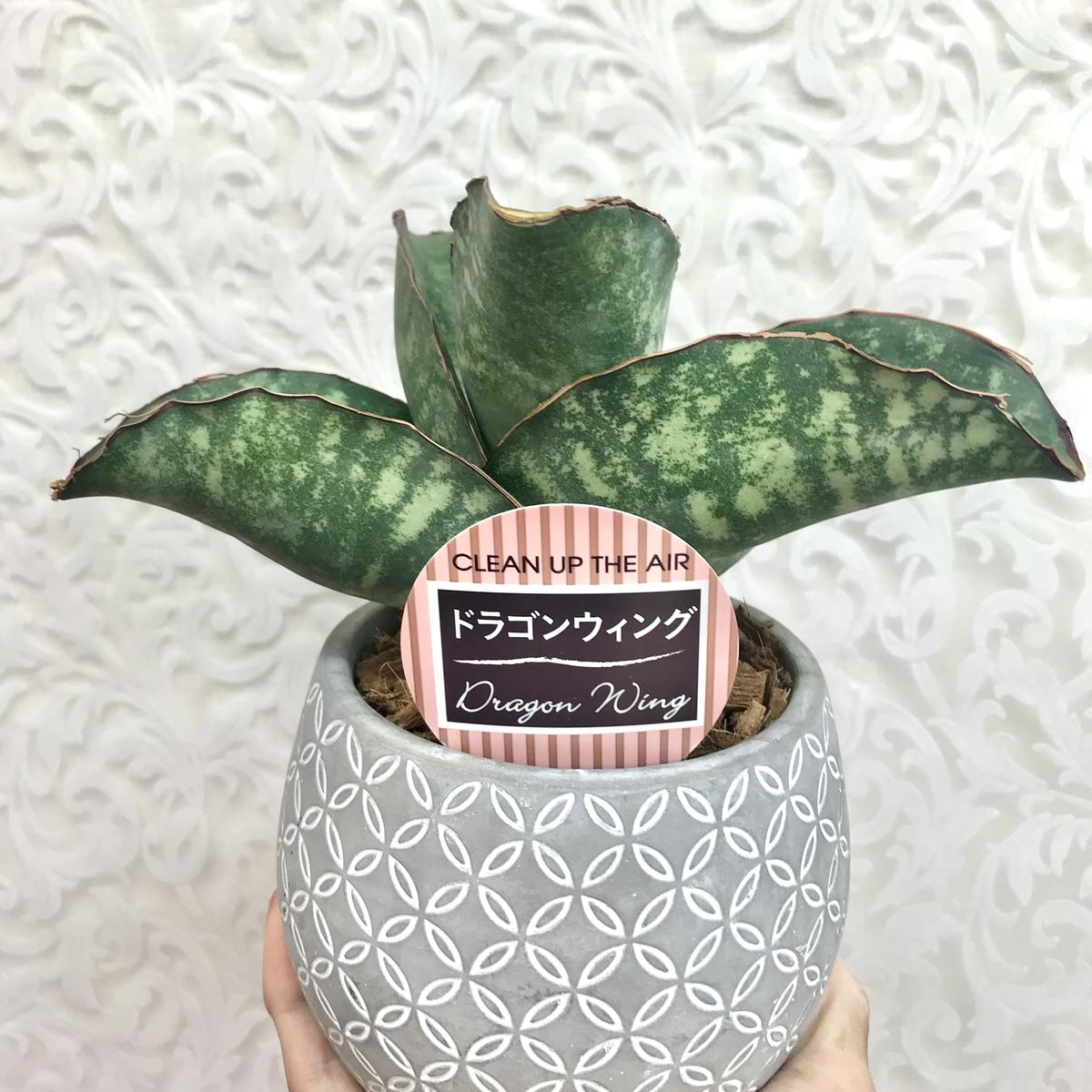 サンスベリア ドラゴンウィング 4 5号 インテリア 観葉植物 空気清浄 オシャレ ギフ