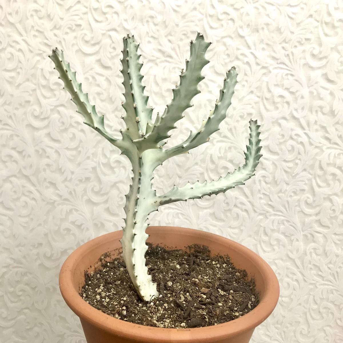 ユーフォルビア 『ホワイトゴースト』 現品 希少 観葉植物 6号