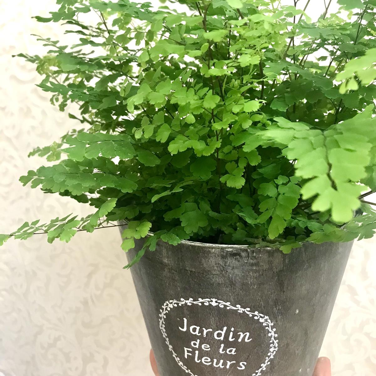 観葉植物 アジアンタム ５号 １鉢 ファッション通販