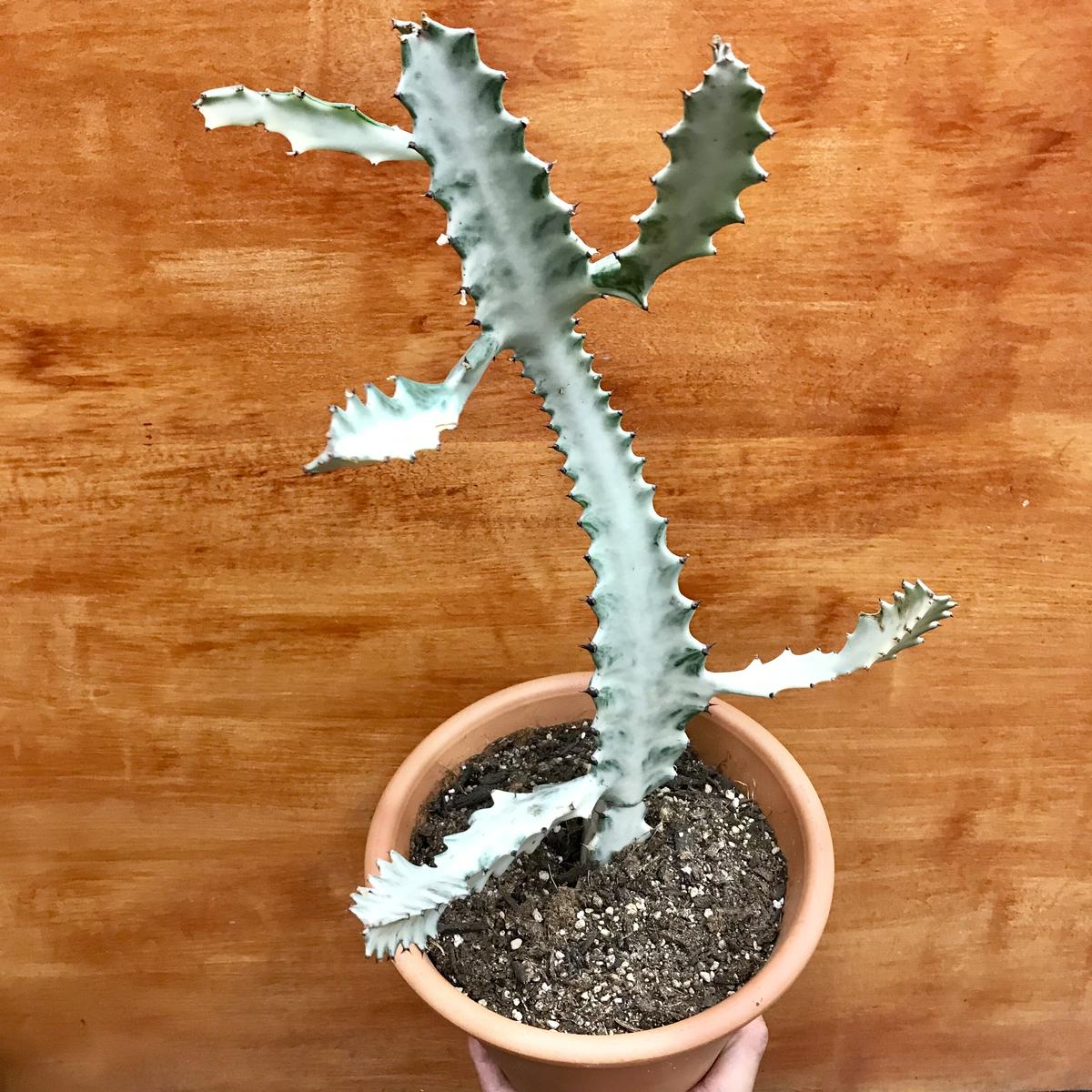 現品】ユーフォルビア・ホワイトゴースト 10号（1）