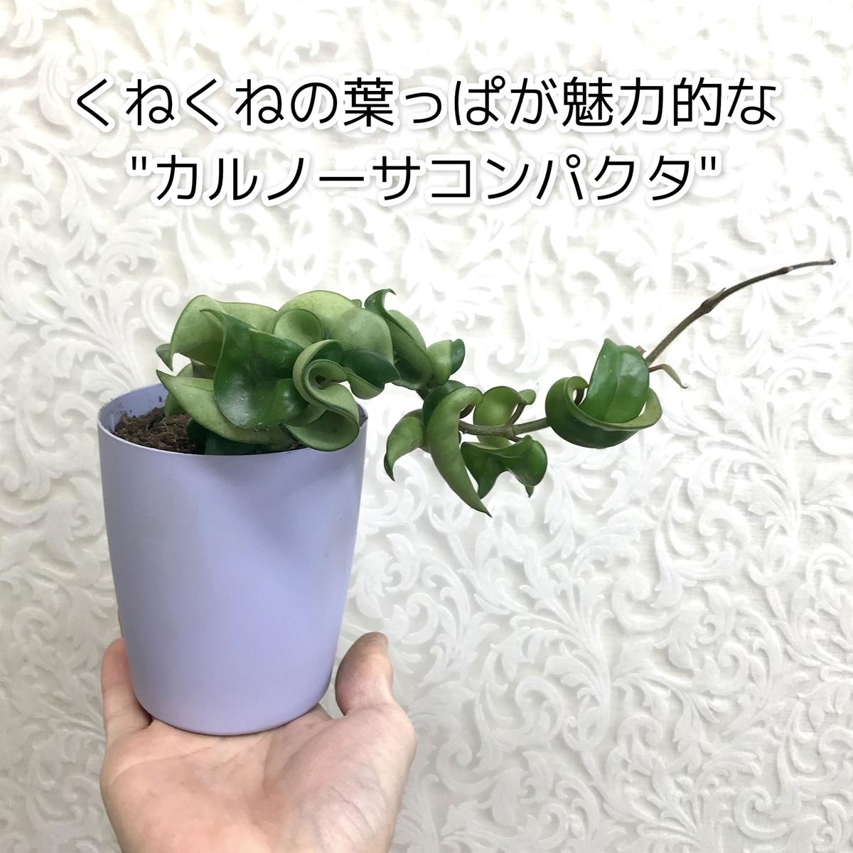 サクララン ホヤ カルノーサ コンパクタ 4号 インテリア オシャレ 観葉植物 くねくね