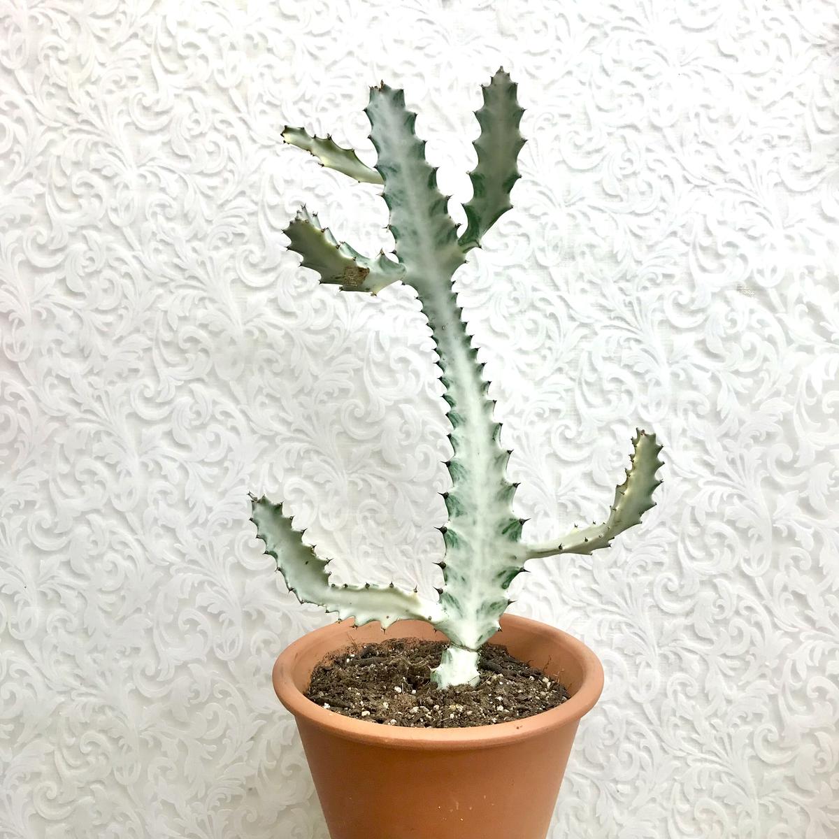 ユーフォルビア 『ホワイトゴースト』 現品 希少 観葉植物 6号