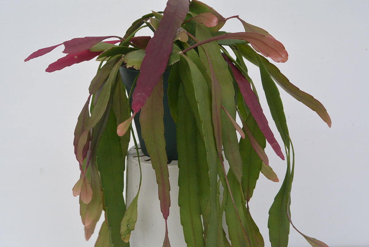 リプサリス ラムローサ 植物屋 緑 Roku