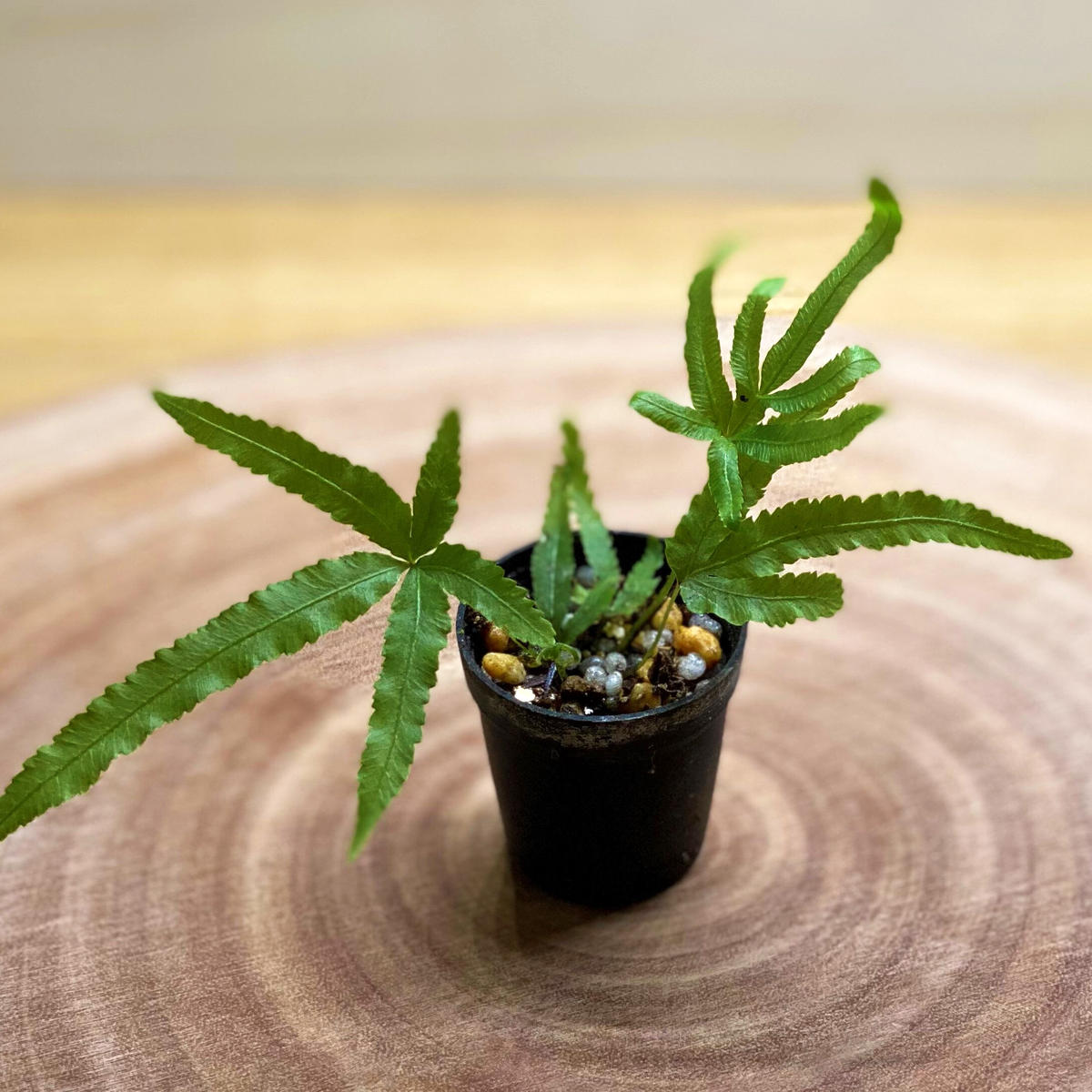 シダ植物 プテリス ムルチフィダ 1ポット ミニサイズ Shida Design