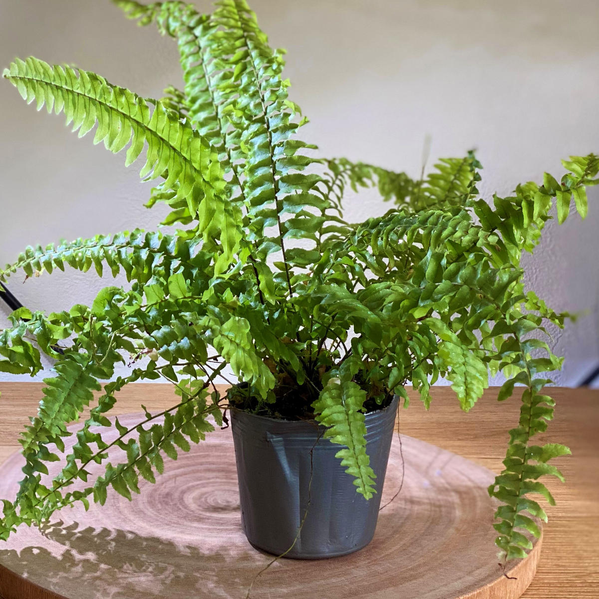 観葉植物 シダ ネフロレピス ツデー ３号 １ポット 90 Off