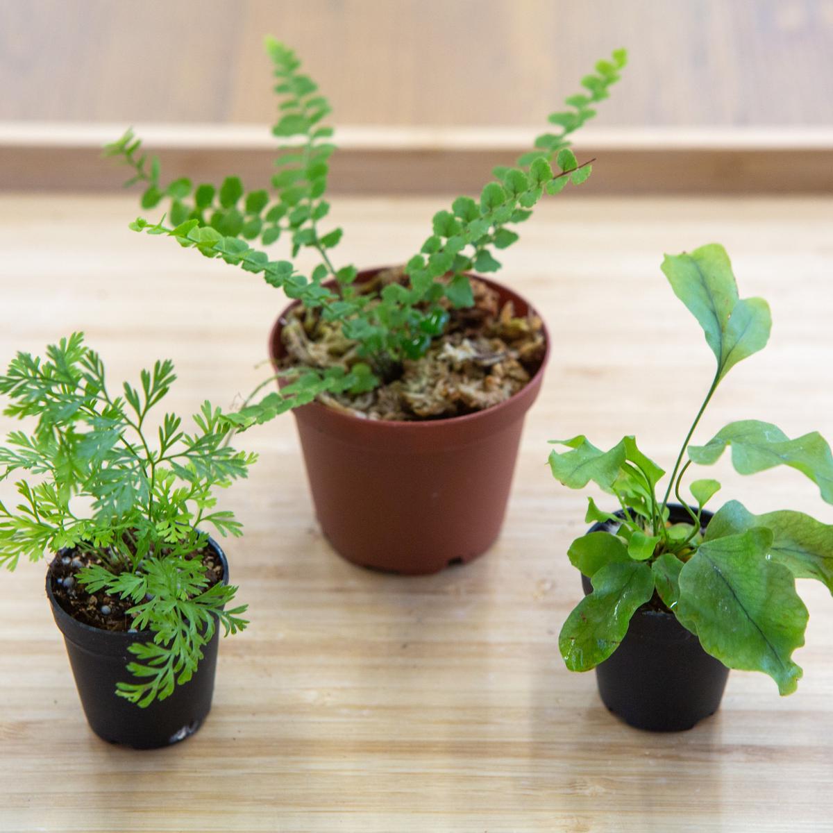 シダ植物 おまかせシダ3種セット ミニ3ポット Shida Design Online