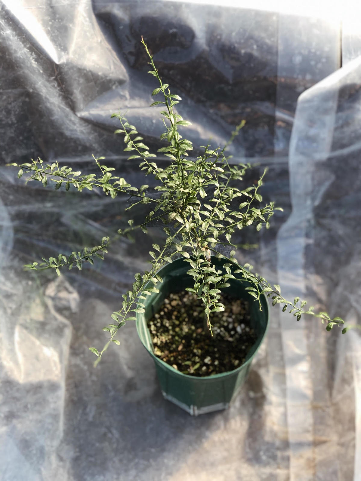 予約販売 フィンガーライム苗木 アルストンビル Finger Lime Japan