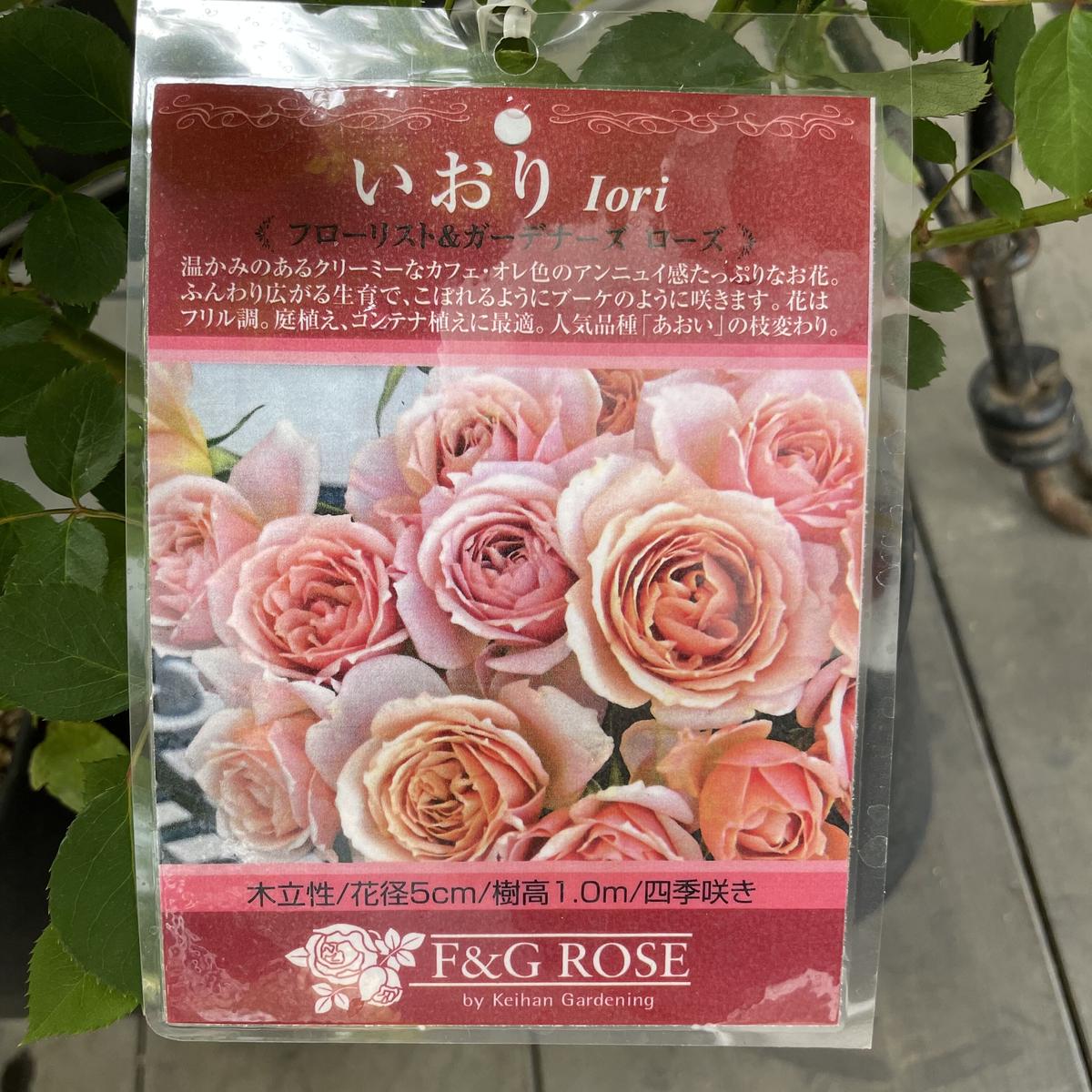 バラ苗 鉢植え6寸 感謝祭 2025 ローズ うらら Urara 四季咲き