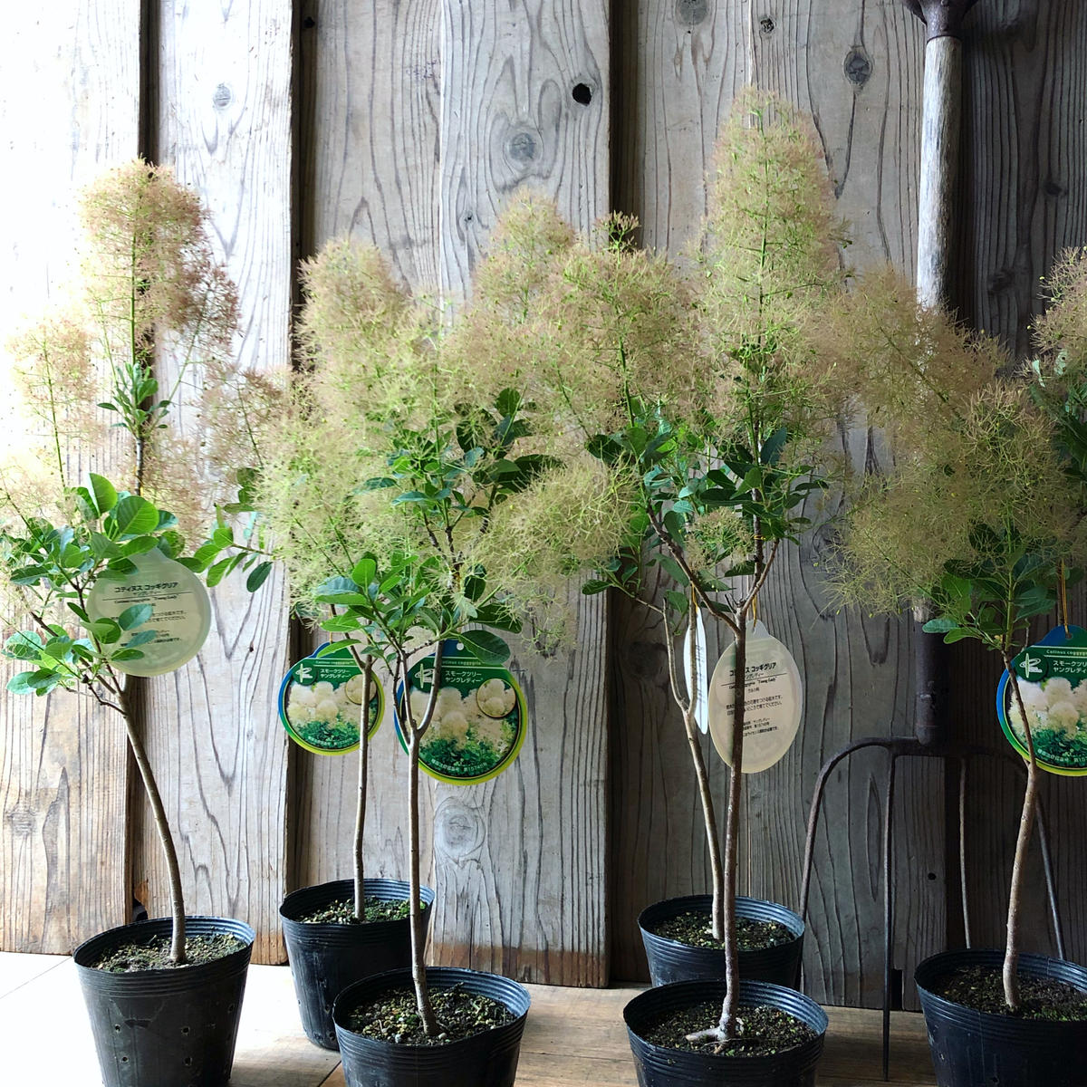 スモークツリー苗木 Flower Shop Parc Store