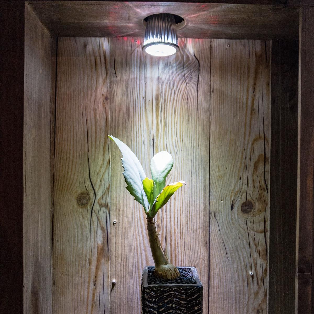 植物育成ledライト E17 Bloomsbury Plants