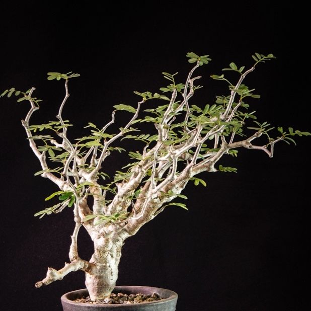 センナ メリディオナリス Senna Meridionalis Bloomsbury Pl