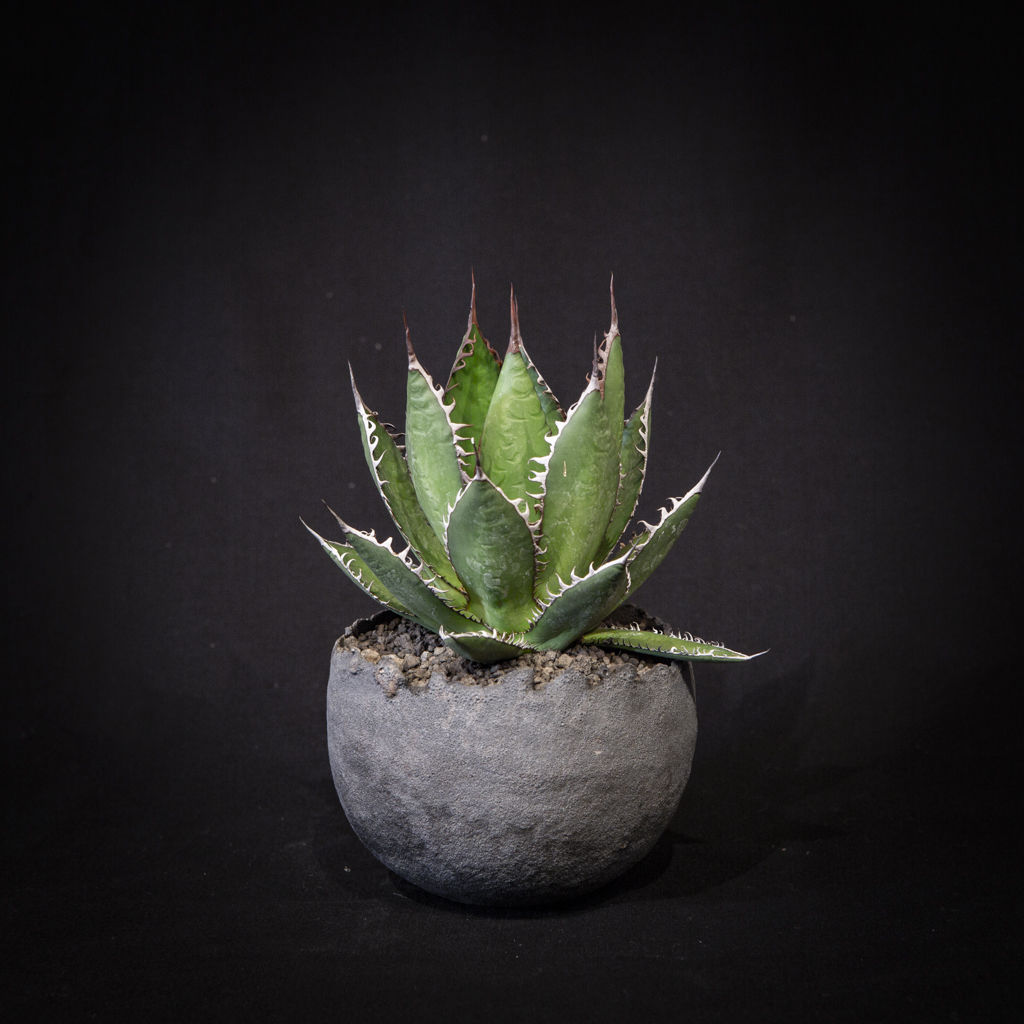 アガベ ホリダ Agave horrida
