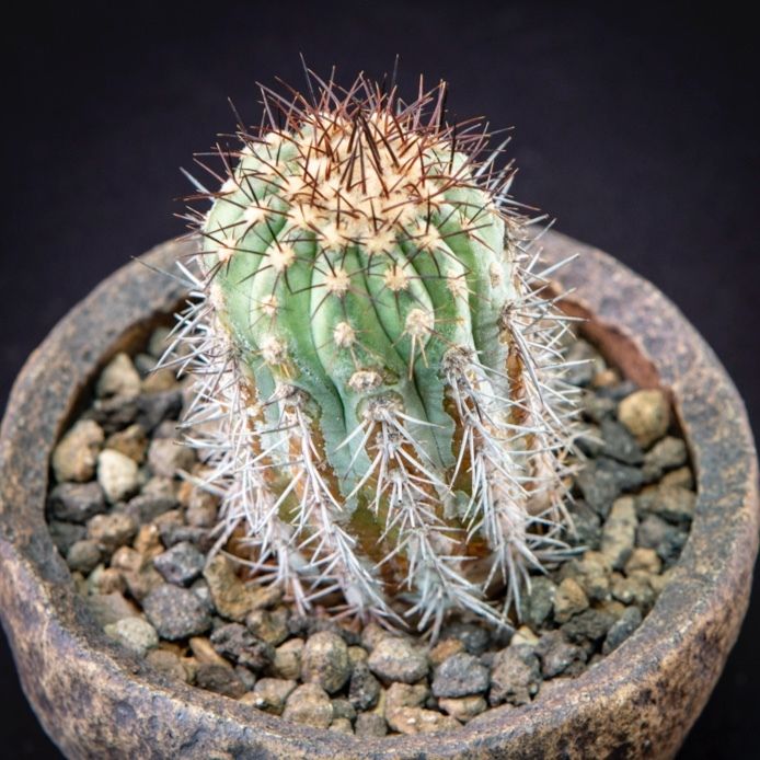 サボテン コピアポア レンベッキーCopiapoa lembckei鬼女冠