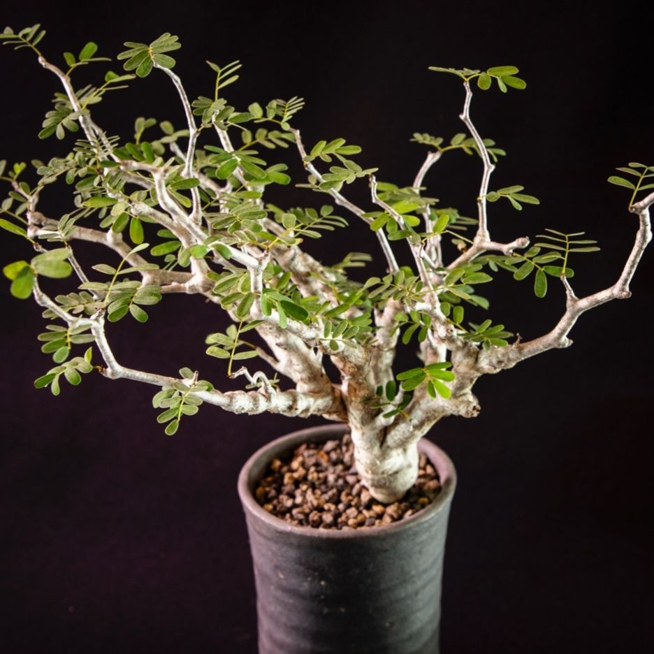 センナ メリディオナリス Senna Meridionalis Bloomsbury Pl