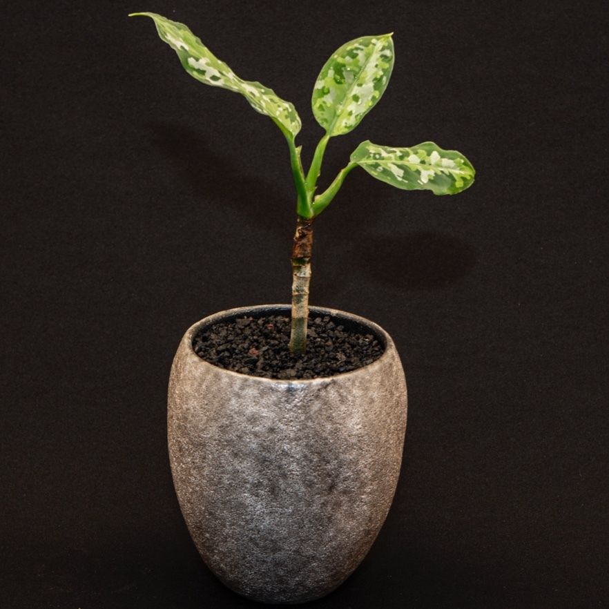 セール対象商品 アグラオネマ ピクタム トリカラー キャッスル 植物