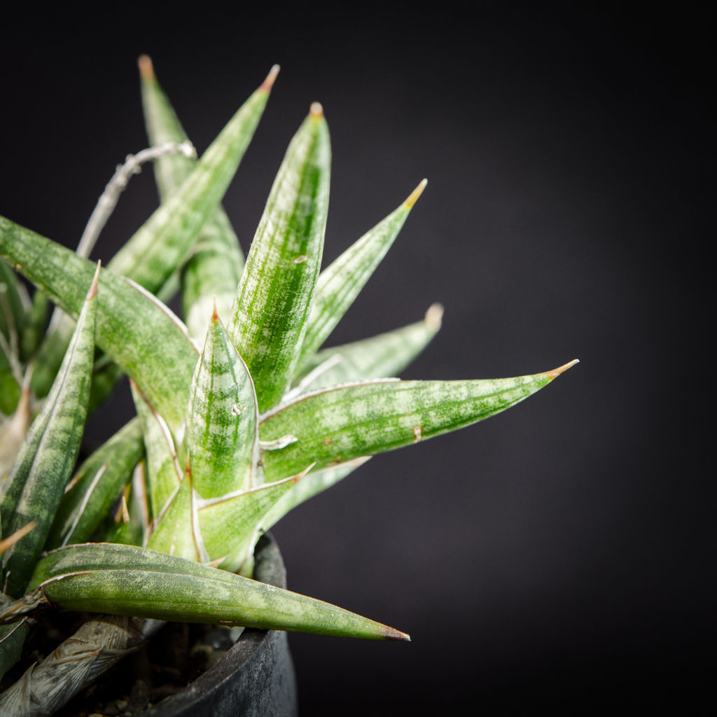 サンスベリア バンテン sansevieria bang-teng サンスベリア バンテン sansevieria bang-teng