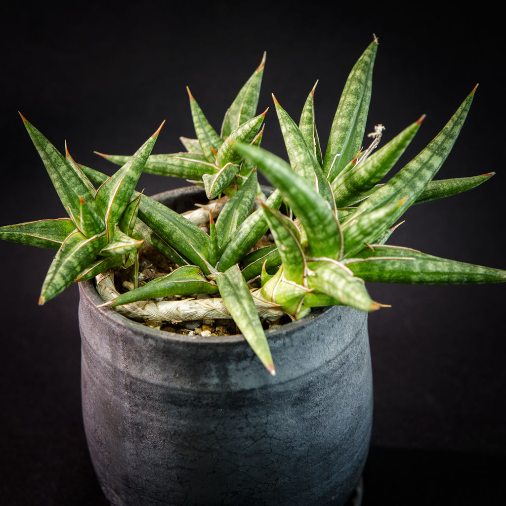 サンスベリア バンテン sansevieria bang-teng